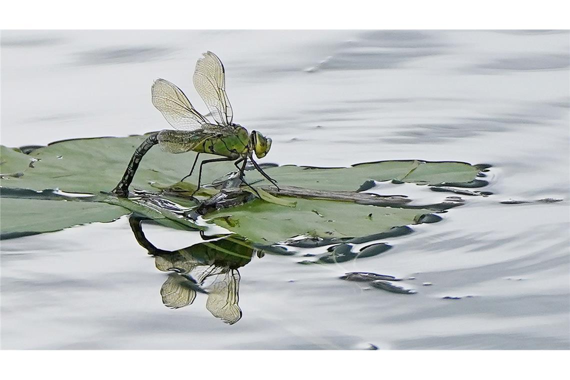 Viele Chemikalien sind unerkannt in Gewässern Für Insekten sind Pyrethroide, die unter anderem in Pflanzenschutzmitteln stecken, besonders gefährlich. (Archivbild)