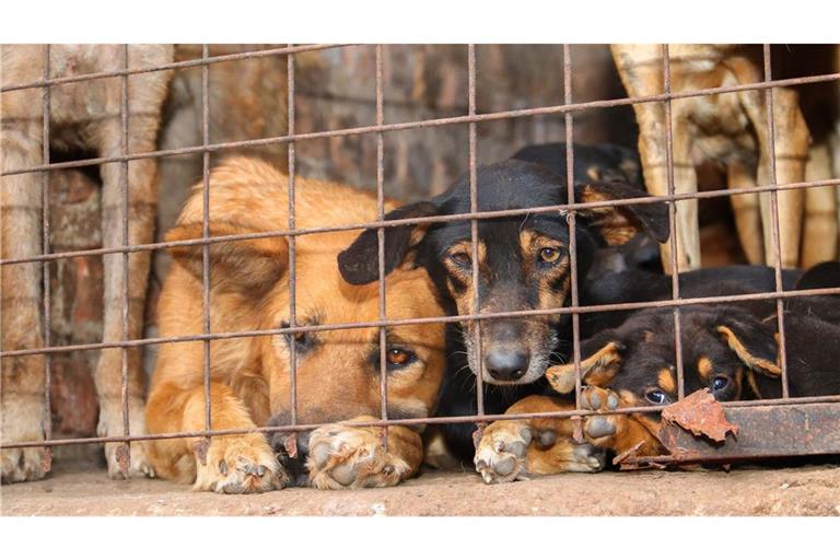 Für inszenierte Rettungsaktionen werden Tiere oft absichtlich misshandelt.