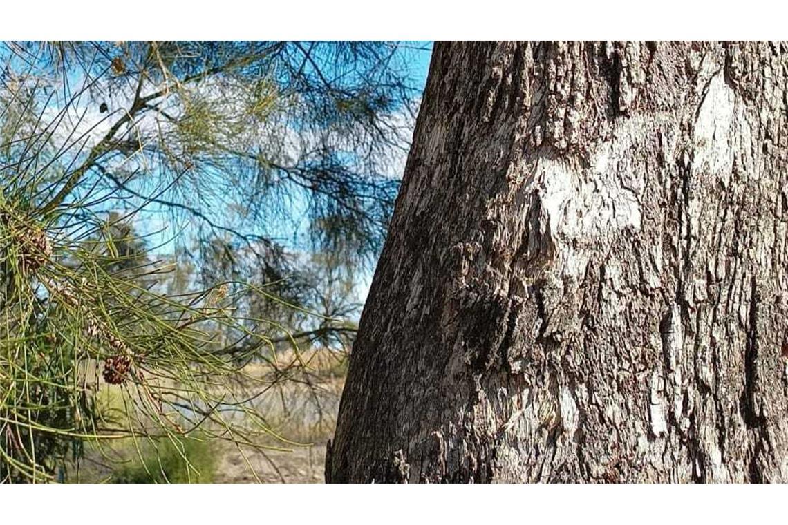 Fatale Momente: Koalas leben im Baum - und sterben am Boden Für Koalas die sicherere Variante: Klettern an Bäumen.
