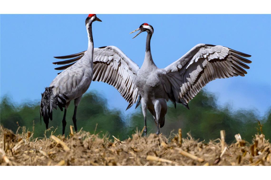 Vogelgrippe breitet sich aus – Tausende Kraniche verendet Für Kraniche birgt die Rast derzeit große Gefahr. Viele Tiere sind mit dem Geflügelpest-Virus infiziert.