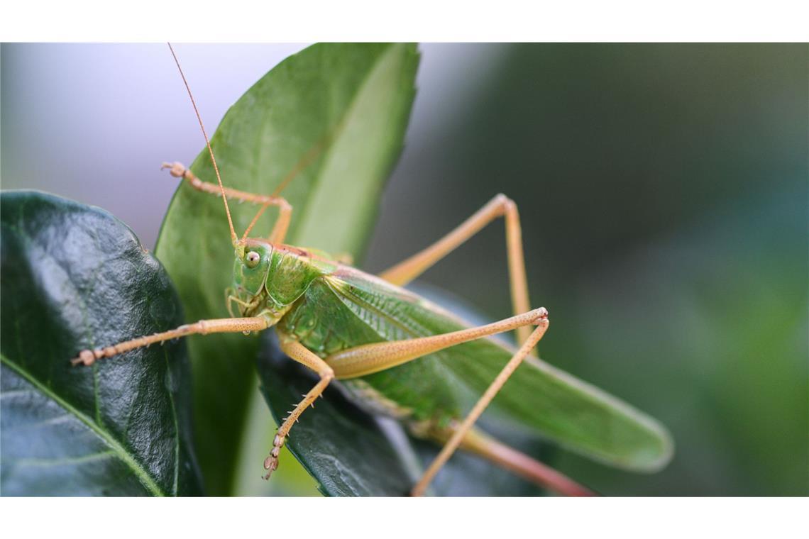 Für Manche Heuschrecken ist der Klimawandel ein Problem – doch nicht für alle. (Symbolbild)