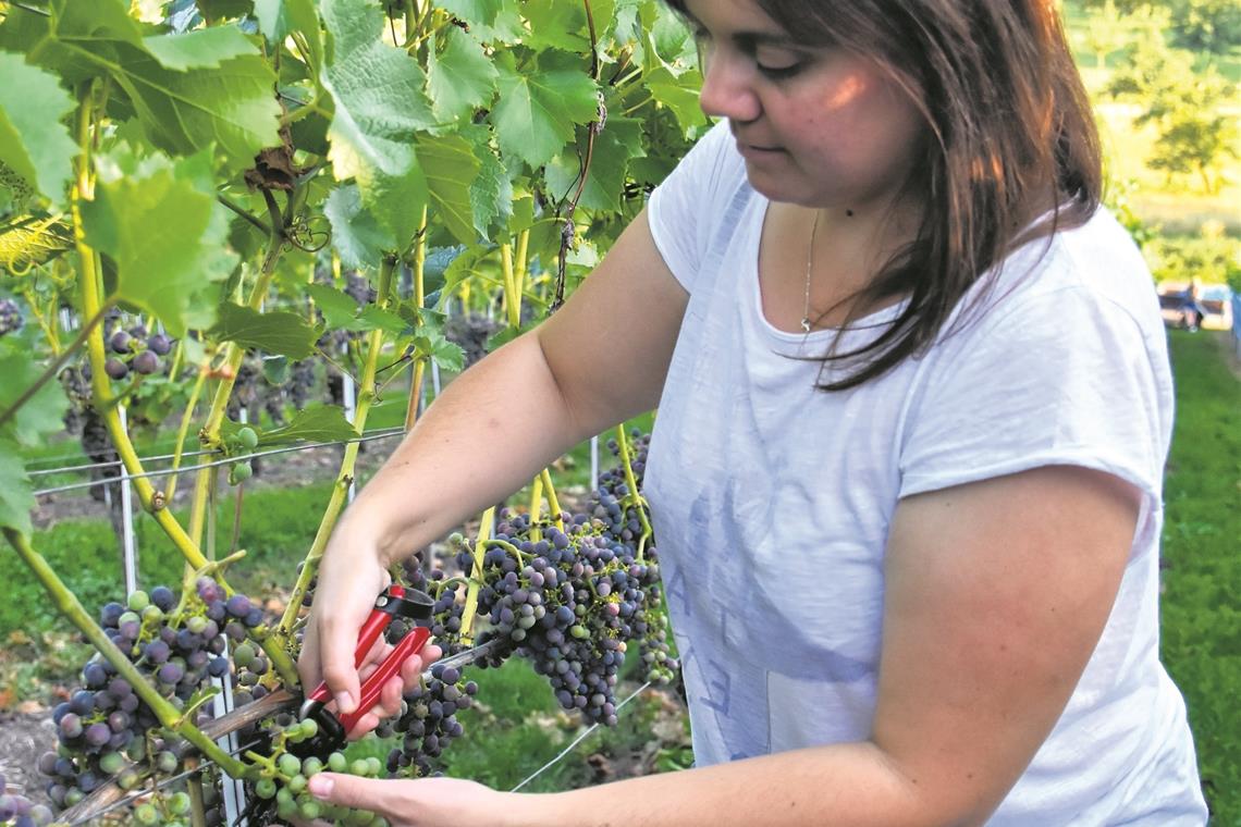 Ein beinahe gebrochenes Weinbergherz Für Redakteurin Silke Latzel ist das Ausdünnen der Trauben keine einfache Aufgabe. Betreut sie den Weinberg doch schon seit Januar und hängt mit dem Herz an den Beeren. Aber was sein muss, muss sein – die Qualität des Weins soll am Ende ja nicht leiden. Fotos: T. Sellmaier