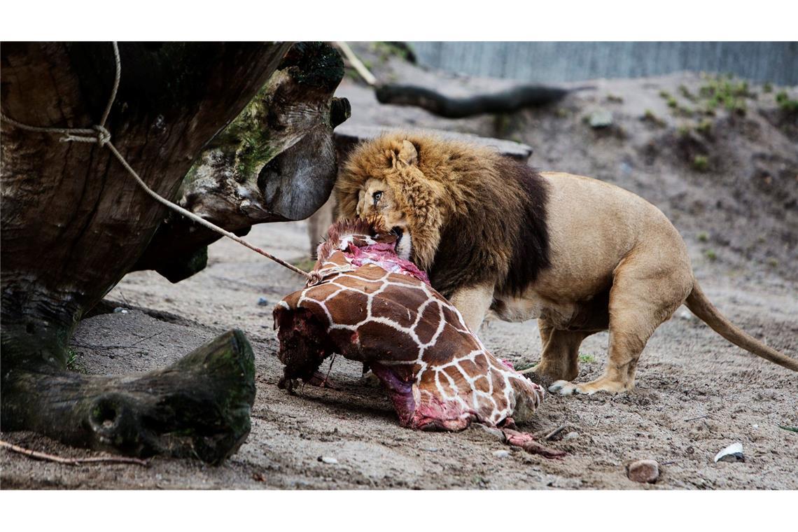 Für Schlagzeilen sorgte 2014 der Kopenhagener Zoo, als er die Giraffe Marius tötete und an Löwen verfütterte.