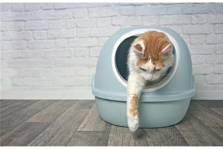 Für viele Katzen sind solche Katzenklos mit Deckel nicht ideal.