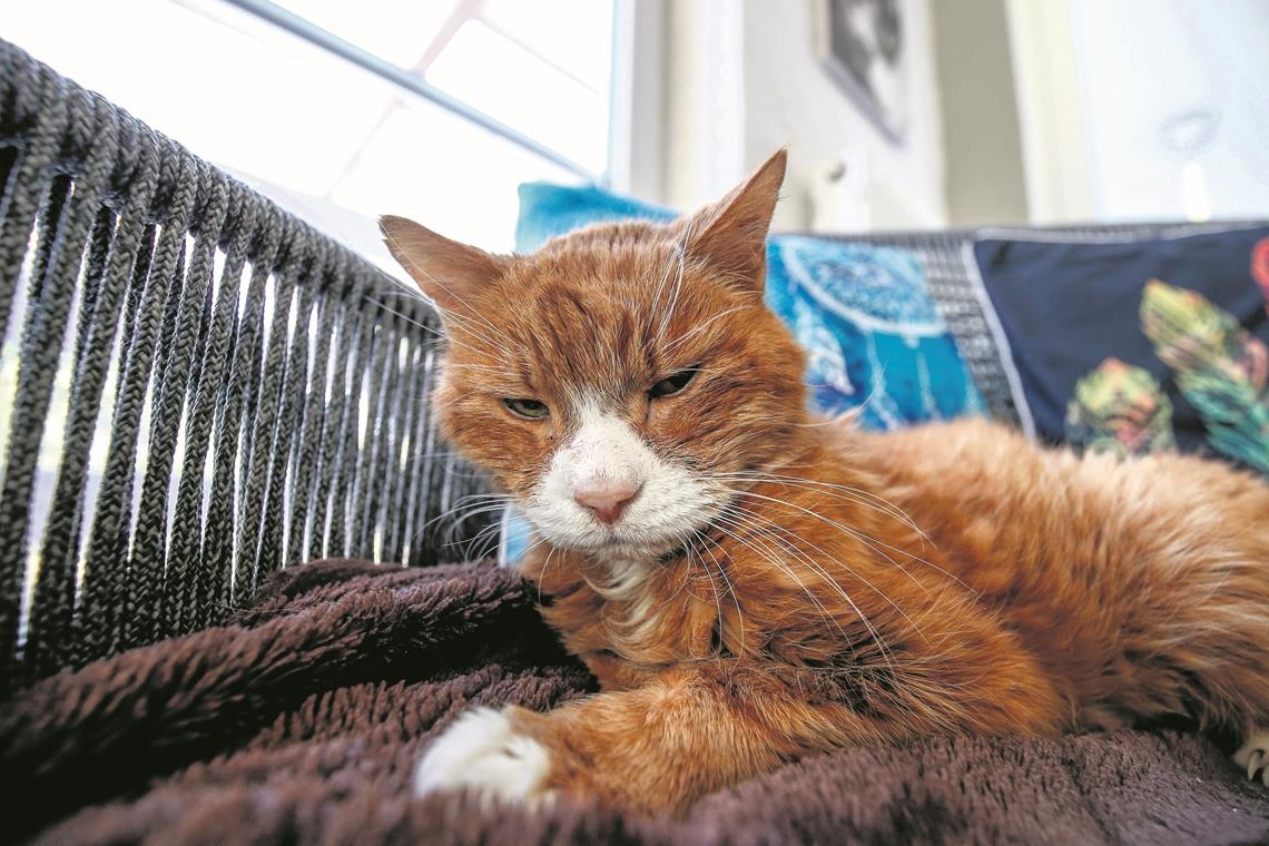 Tierhospiz „Villa Anima“ in Backnang schließt die Türen Fundkater Leo war in einem schlimmen Zustand, als er in die „Villa Anima“ kam.