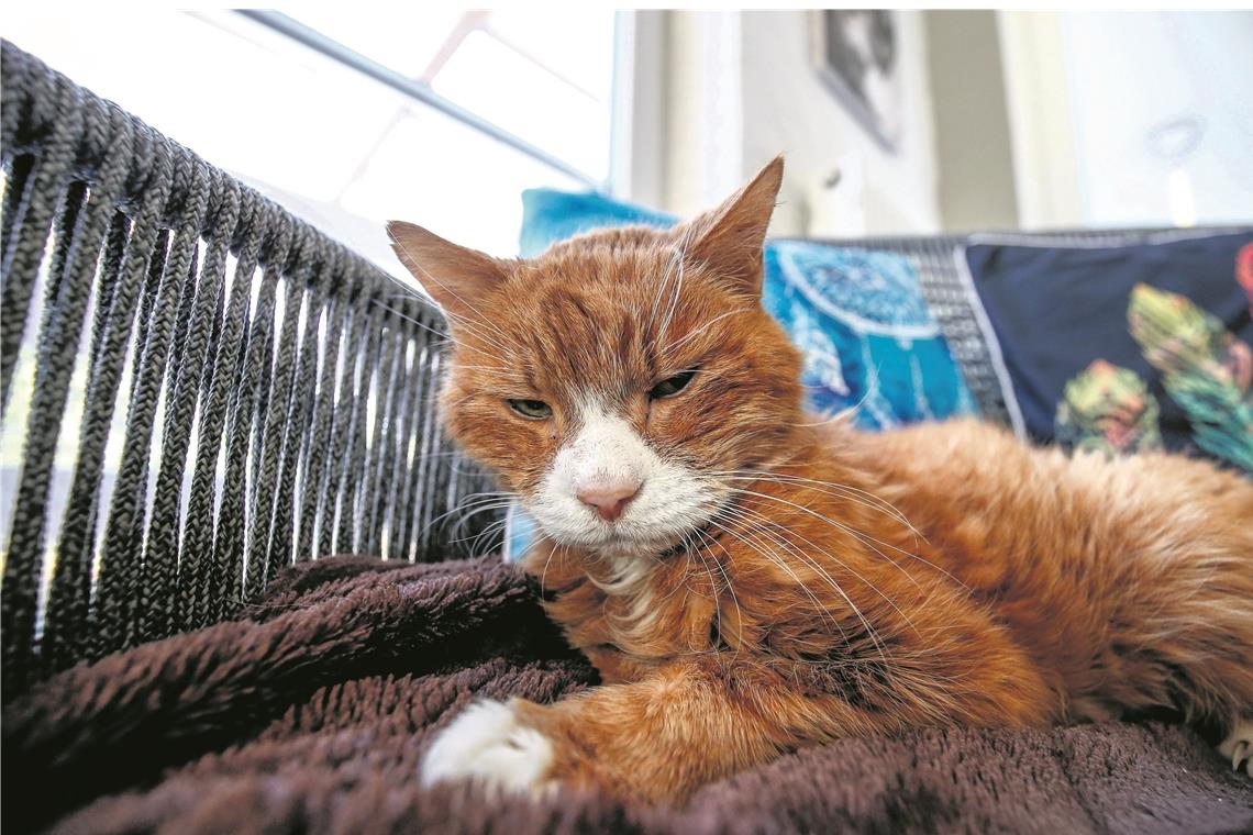Ein schöner Ort zum Sterben Fundkater Leo war in einem schlimmen Zustand, als er in die Villa Anima kam.