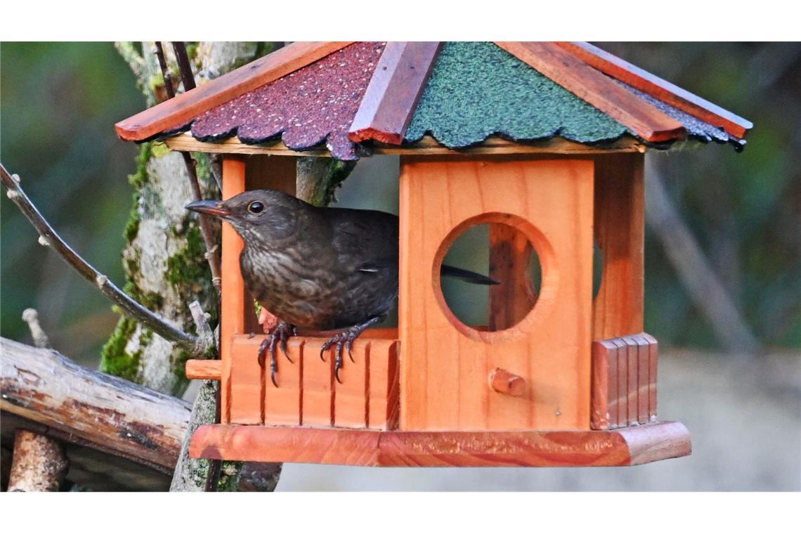 Winterzeit für Vögel: Füttern ja, aber nachhaltig Futterhäuschen müssen regelmäßig gereinigt werden. (Archivbild)