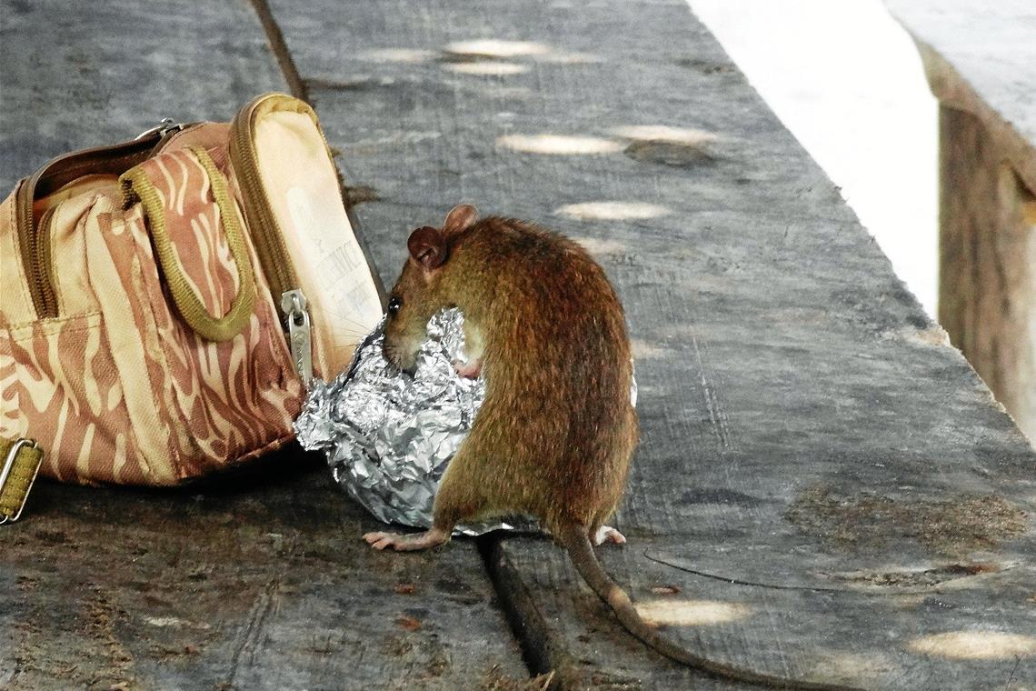 Aktiv gegen den Rattenbefall: Die Tiere werden jetzt in Backnang verstärkt bekämpft Futterquellen jeglicher Art sollte man Ratten nicht bieten. Symbolfoto: Erich Röthlisberger/Pixabay
