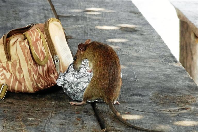 Futterquellen jeglicher Art sollte man Ratten nicht bieten. Symbolfoto: Erich Röthlisberger/Pixabay
