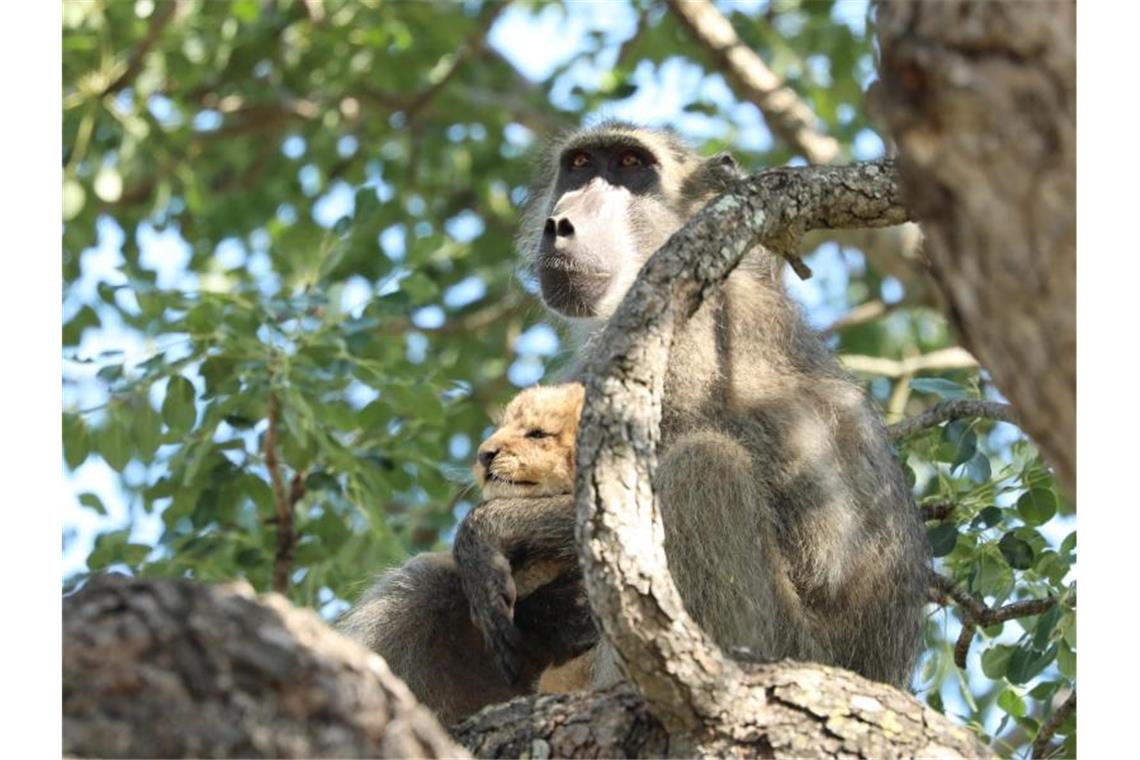 Gab es das schon mal? Eine Pavianmutter hat im Krüger-Nationalpark ein Löwenbaby auf einen Baum entführt. Doch die Paviane versuchten offenbar, den kleinen Löwen so liebevoll wie ihren eigenen Nachwuchs aufzuziehen. Foto: Kurt Schultz/kurtsafari.com/dpa