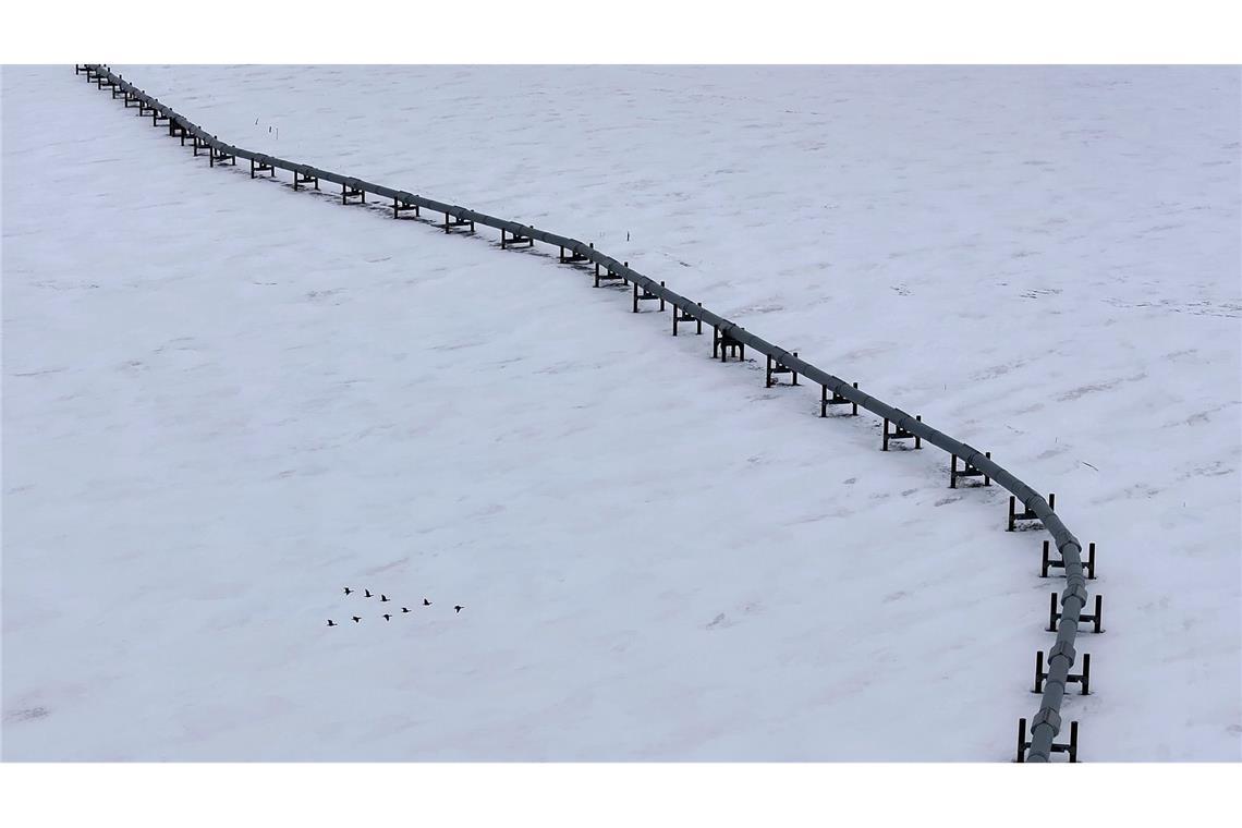 Gänse fliegen an der Trans-Alaska-Pipeline in Deadhorse vorbei.