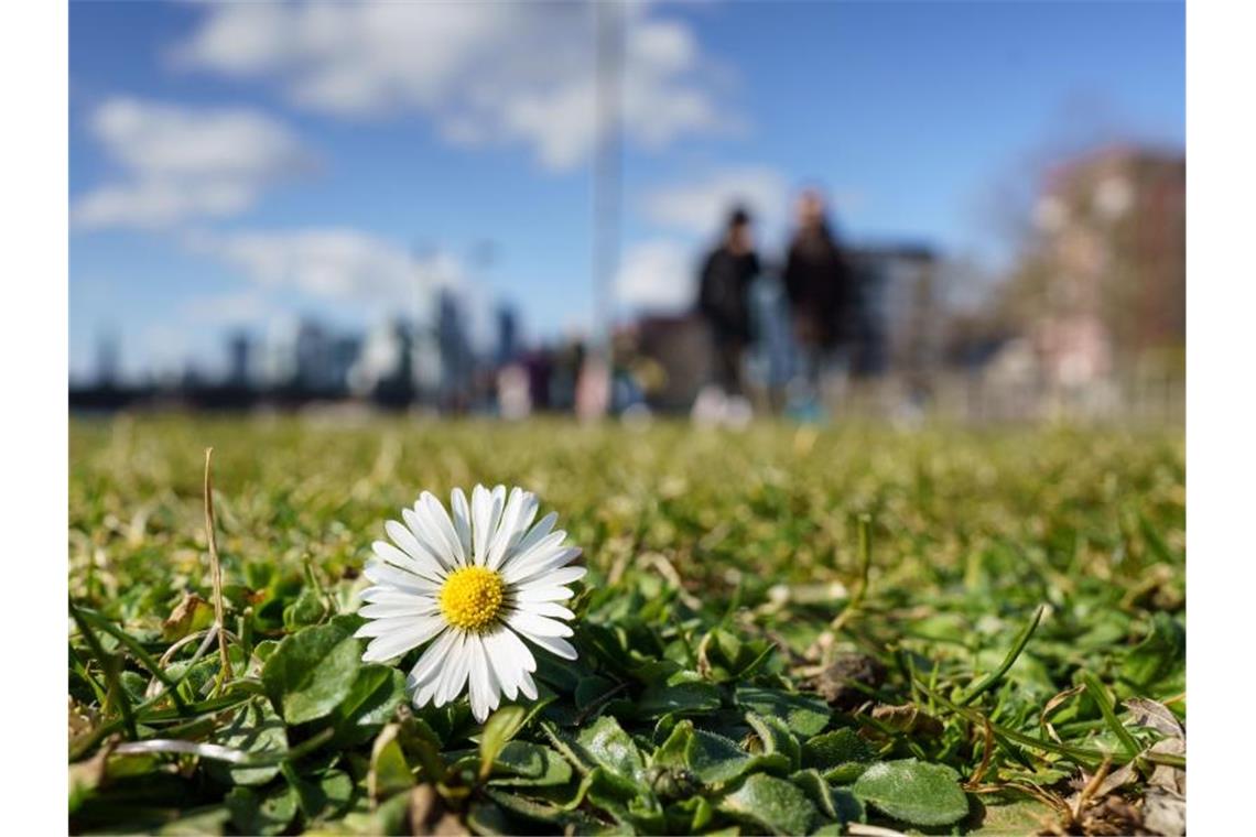 Faktencheck: Wann ist der Frühling endlich da? Gänseblümchen am Mainufer auf einer Wiese. Foto: Frank Rumpenhorst/dpa