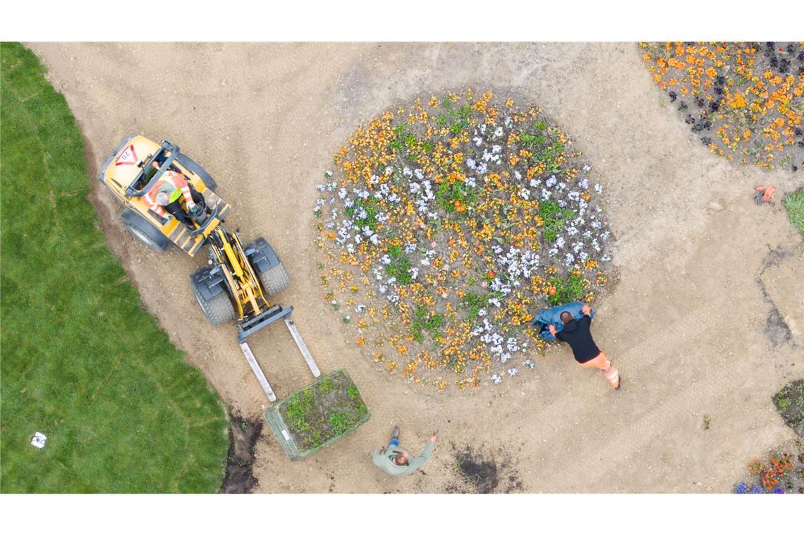 Gärtner pflanzen Blumen auf dem Gelände der Landesgartenschau 2026 in Bad Nenndorf.