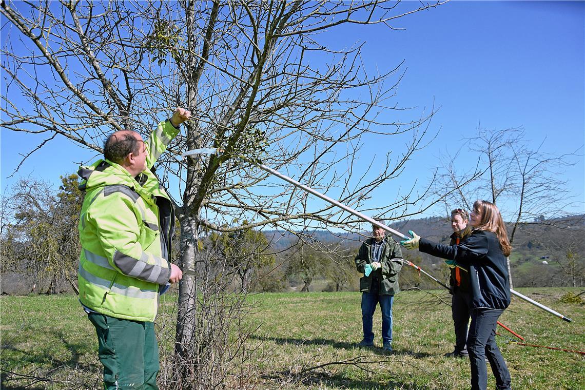 Mistelbekämpfung in Aspach