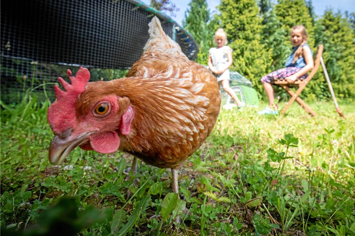 Ganz schön neugierig sind die Hühner von Kristin und Isabel. Sie leben auf einer Wiese in Backnang, denn auch in der Stadt wird die Hühnerhaltung immer beliebter. Foto: A. Becher