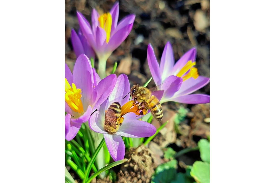 Ganzer Körpereinsatz oder Bienenyoga