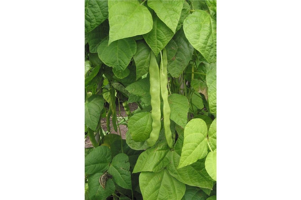 Gift im Garten: Bei diesen beliebten Pflanzen ist Vorsicht angesagt Gartenbohne (Phaseolus vulgaris): Eine der beliebtesten Gemüsesorten – die Bohne – ist zum Beispiel giftig. Sie enthält Phasin, das schwere Vergiftungen wie Erbrechen, Herzrasen oder Krampfanfälle hervorrufen kann. Der Inhaltsstoff Phasin zerfällt beim Erhitzen. Gegarte Bohnen sind giftfrei.