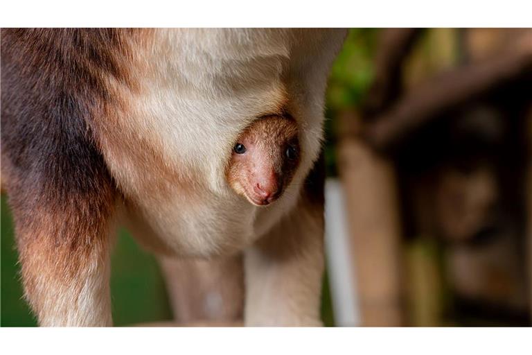Geboren wurde das Tierchen schon vor einigen Monaten, aus dem Beutel gewagt hat sich das kleine Känguru jedoch erst jetzt.
