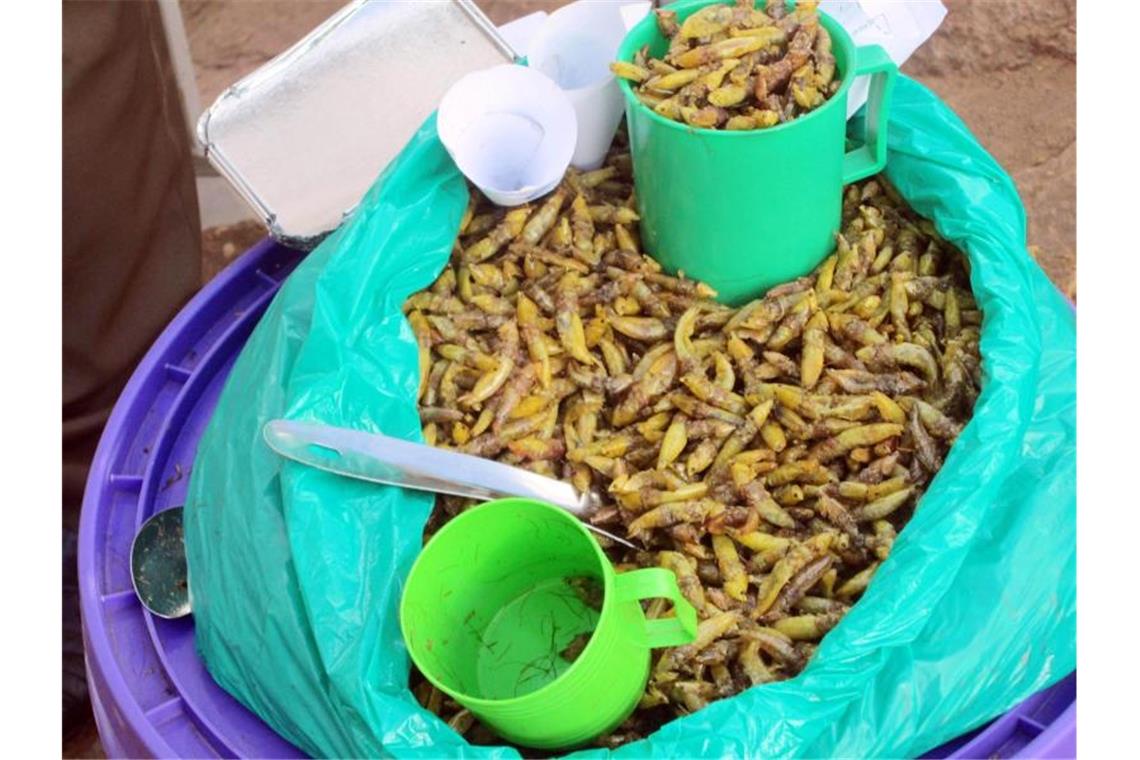 Gebratene Heuschrecken werden in Uganda zum Kauf angeboten. Foto: Henry Wasswa/dpa