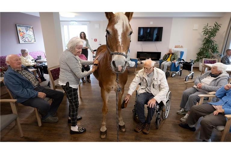 Geduldig lässt sich die Haflinger-Stute striegeln.