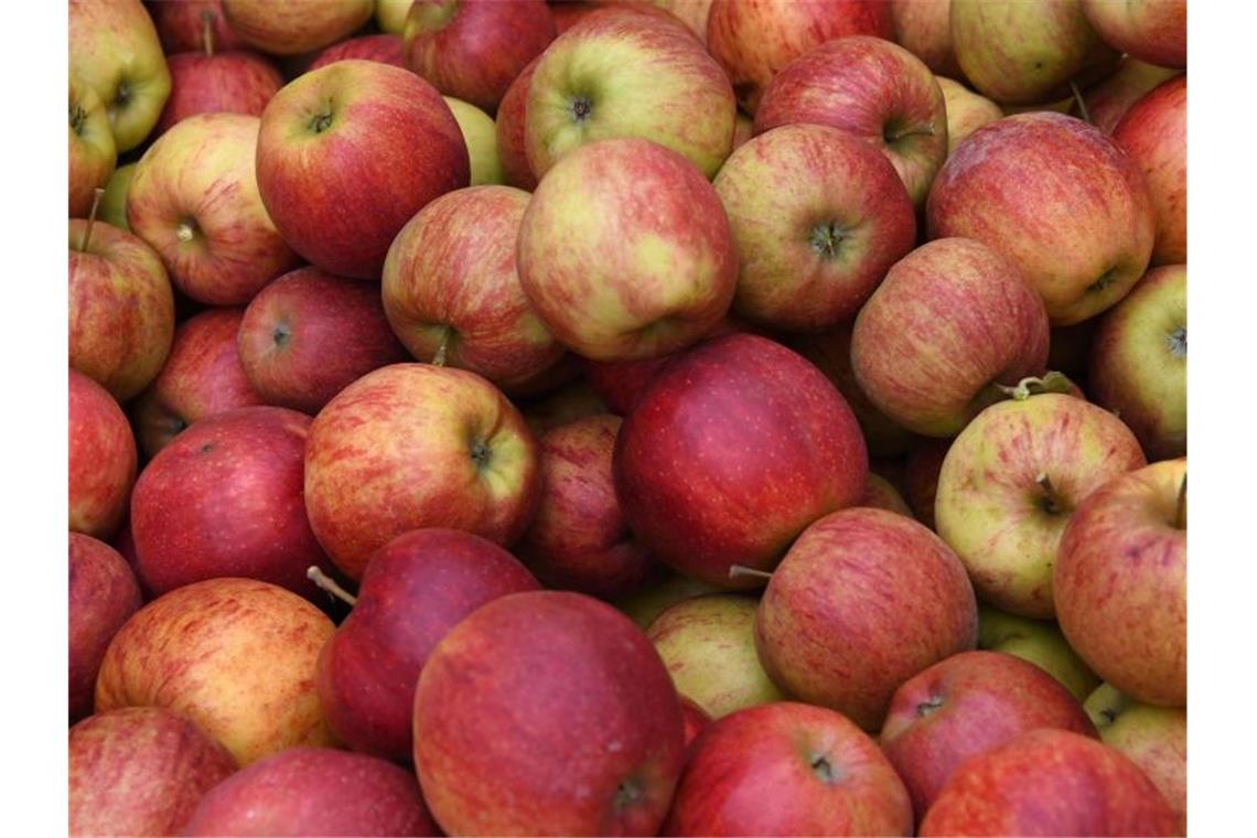 Geerntete Äpfel liegen in einer Kiste. Foto: Carmen Jaspersen/Archivbild