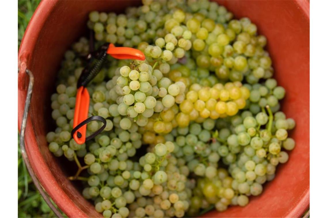 Geerntete Weintrauben liegen in einem Eimer. Foto: Nicolas Armer/dpa/Archivbild