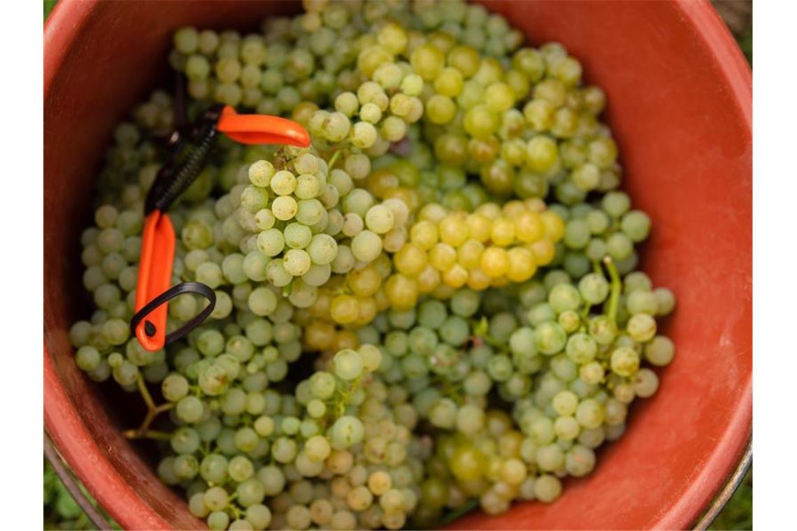 Unbekannte stehlen zehn Tonnen Weintrauben