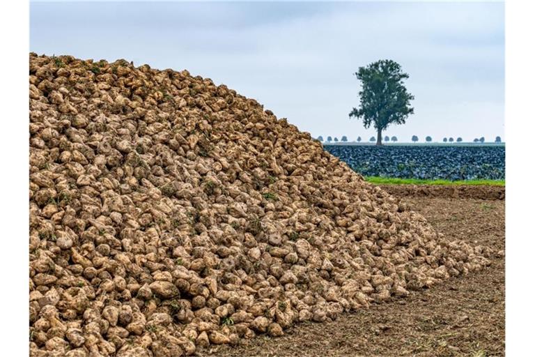 Geerntete Zuckerrüben liegen auf einem Feld. Foto: Armin Weigel/dpa