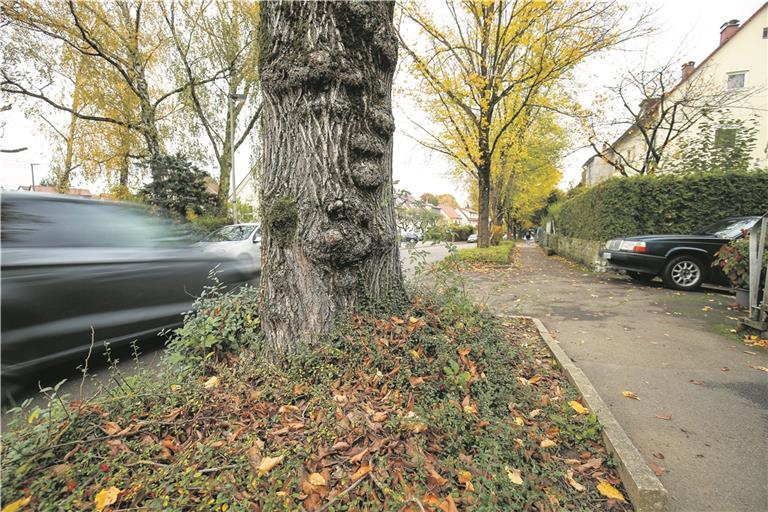 Gefällt werden muss nur die Ulme vor dem Haus Nummer 21. Ihre Wurzeln haben erhebliche Schäden am angrenzenden Grundstück verursacht. Die Baumquartiere fallen nach der Straßensanierung etwas größer aus. Trotzdem werden die Gehwege mindestens 1,80 Meter breit.Foto: A. Becher