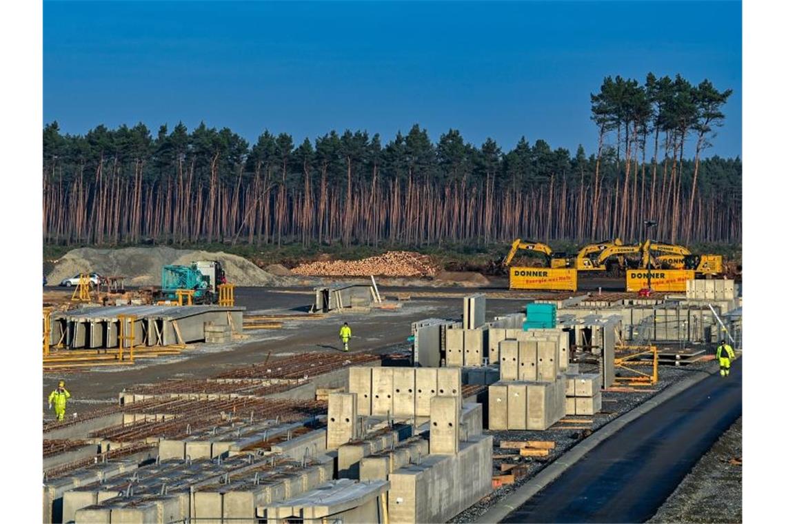 Gefällte Bäume am Rand der Tesla-Baustelle bei Berlin. Foto: Patrick Pleul/dpa-Zentralbild/dpa