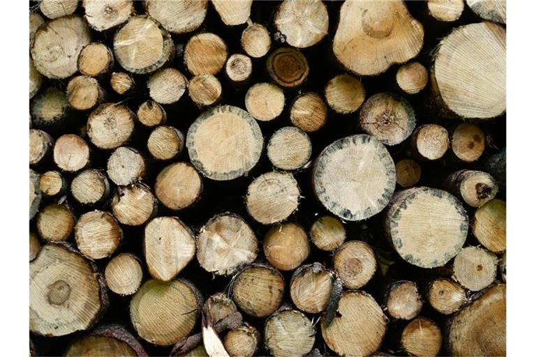 Gefällte Bäume: Dem deutschen Wald geht es miserabel. Foto: Nicolas Armer