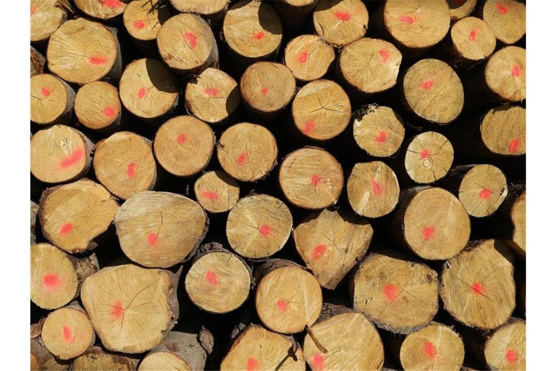 Baum stürzt bei Waldarbeiten auf Auto: Fahrer unverletzt Gefällte Baumstämme liegen gestapelt am Waldrand. Foto: Oliver Berg/dpa/Symbolbild