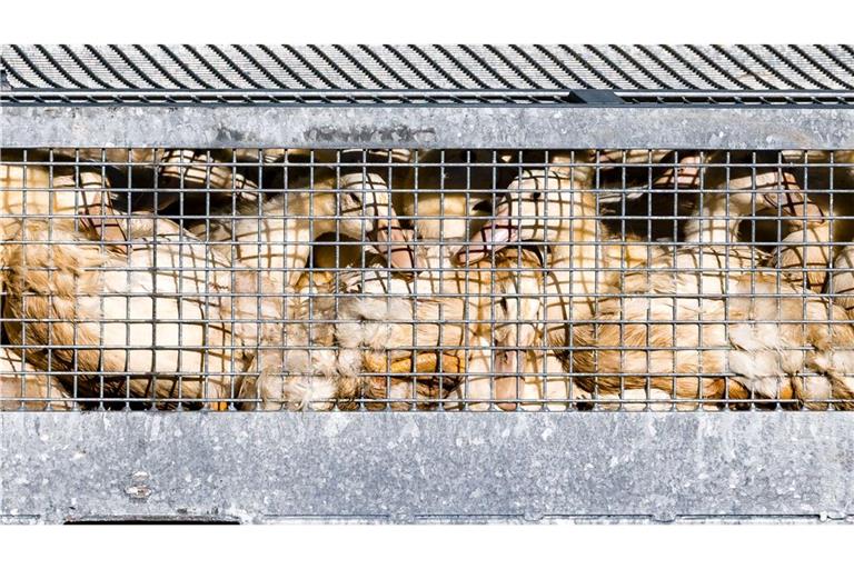 Saarland verhängt Stallpflicht wegen Vogelgrippe Geflügel muss im Stall bleiben