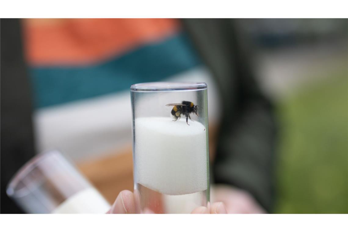 Gefunden im Rosensteinpark: eine Hummel