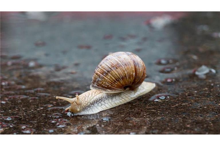Gegenstand einer schwäbischen Redewendung: Weinbergschnecke