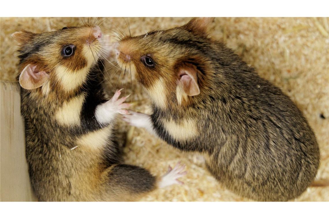 Geht das gut? Ein paarungsbereites Weibchen und ein ausgewähltes Männchen sollen für Feldhamster-Nachwuchs sorgen.