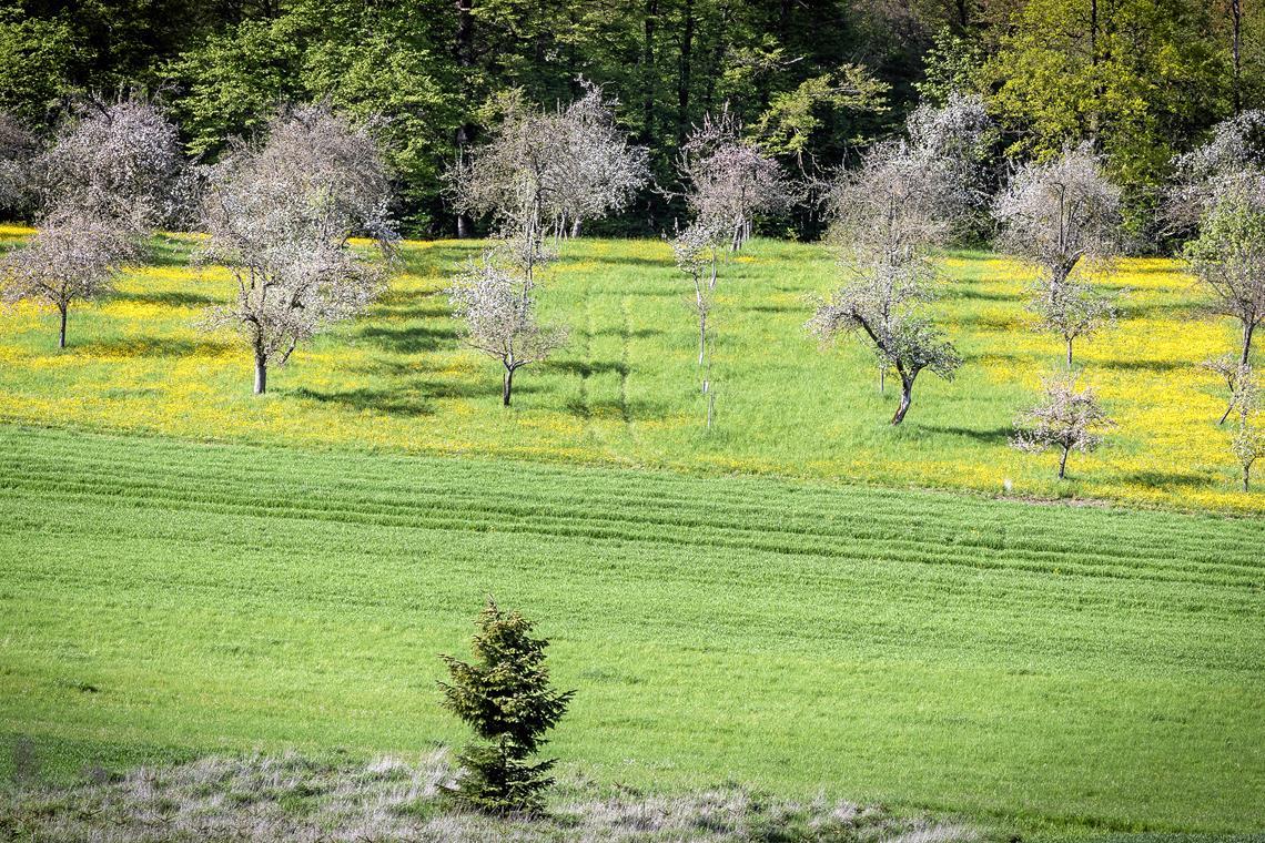 Gelbe Blüten lassen den Frühling im April in Kirchberg an der Murr in seiner schönsten Pracht erstrahlen. Foto: Alexander Becher