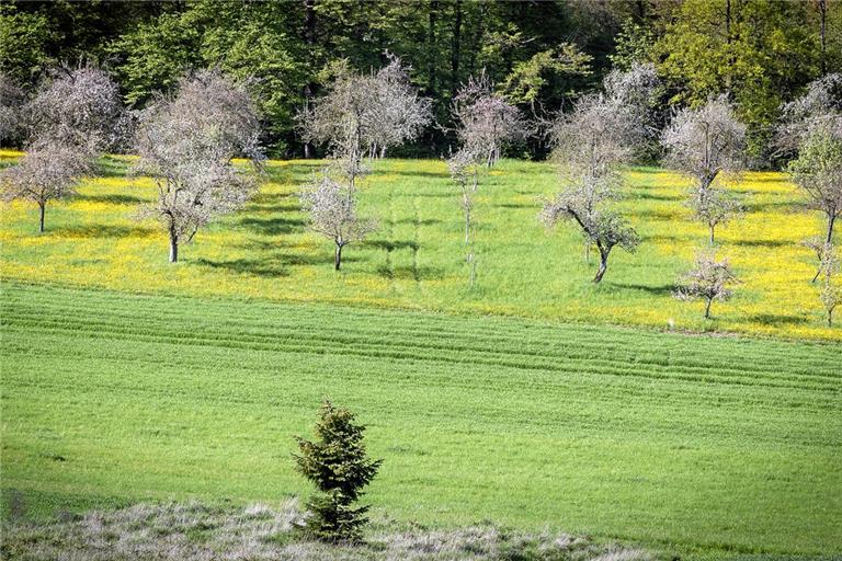 Gelbe Blüten lassen den Frühling im April in Kirchberg an der Murr in seiner schönsten Pracht erstrahlen. Foto: Alexander Becher