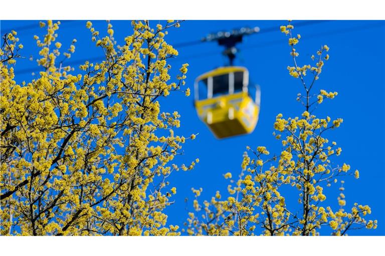 Gelbe Gondel hinter gelben Blüten: Frühling in Köln.