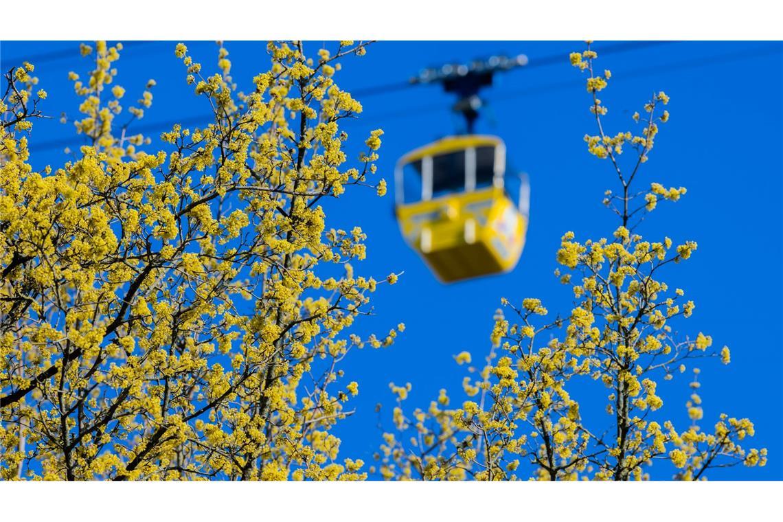 Gelbe Gondel hinter gelben Blüten: Frühling in Köln.