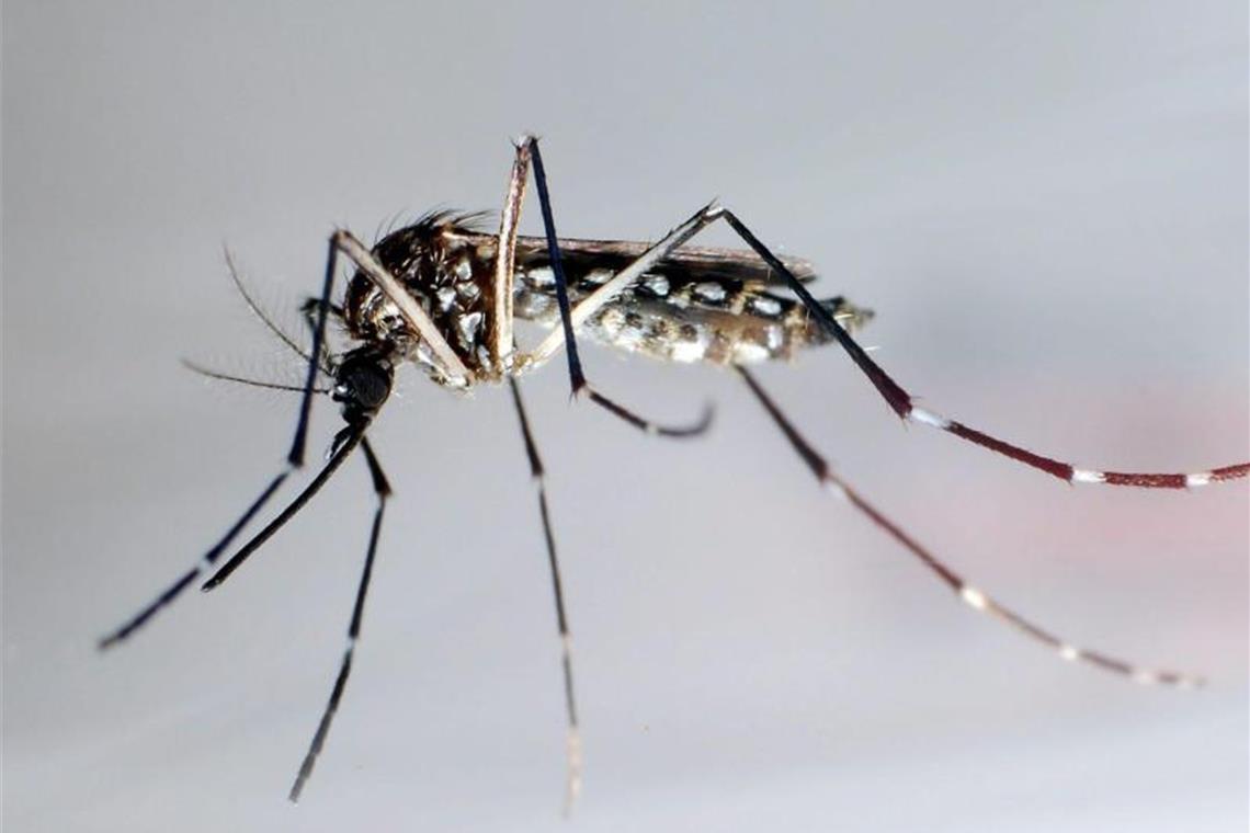 Gelbfiebermücken, die sich bei warmem Wetter stärker verbreiten, können auch hierzulande tropischer Infektionskrankheiten übertragen. Foto: Gustavo Amador/epa efe/dpa