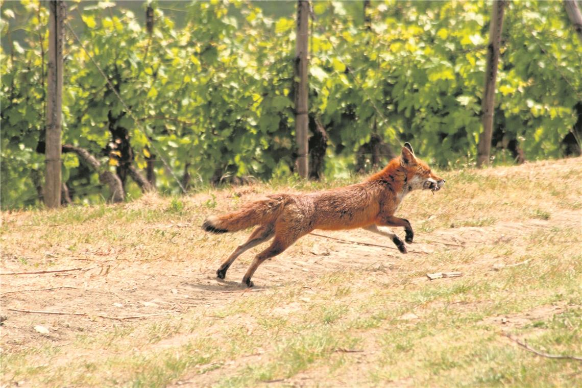 Gründe für Beißattacke unklar Gelegentlich beißen Füchse zu. Foto: pixelio