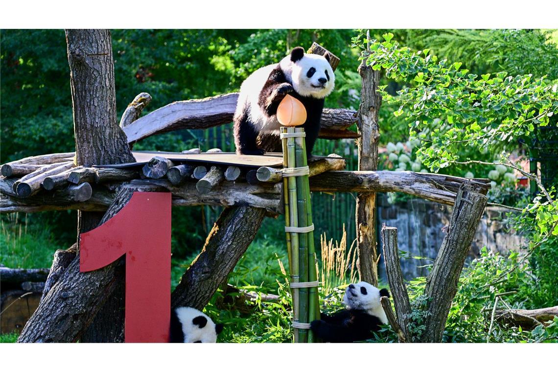 Party bei den Pandas: Leni und Lotti werden ein Jahr Gemeinsam mit Mama Meng Meng erkunden die Zwillinge das Gehege.