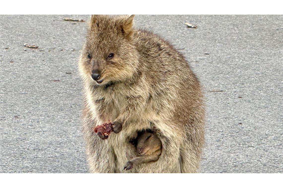 Australiens Selfie-Stars: Zu Gast bei den lächelnden Quokkas Gerade sind die Jungtiere geboren und lugen aus dem Beutel der Mutter hervor.