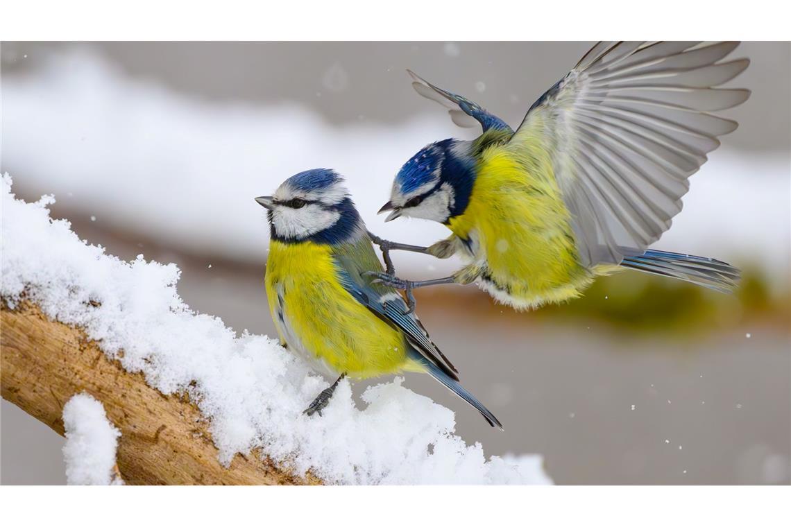 Gerade wenn es kalt ist, kann an den Futterstellen viel los sein. (Symbolbild)