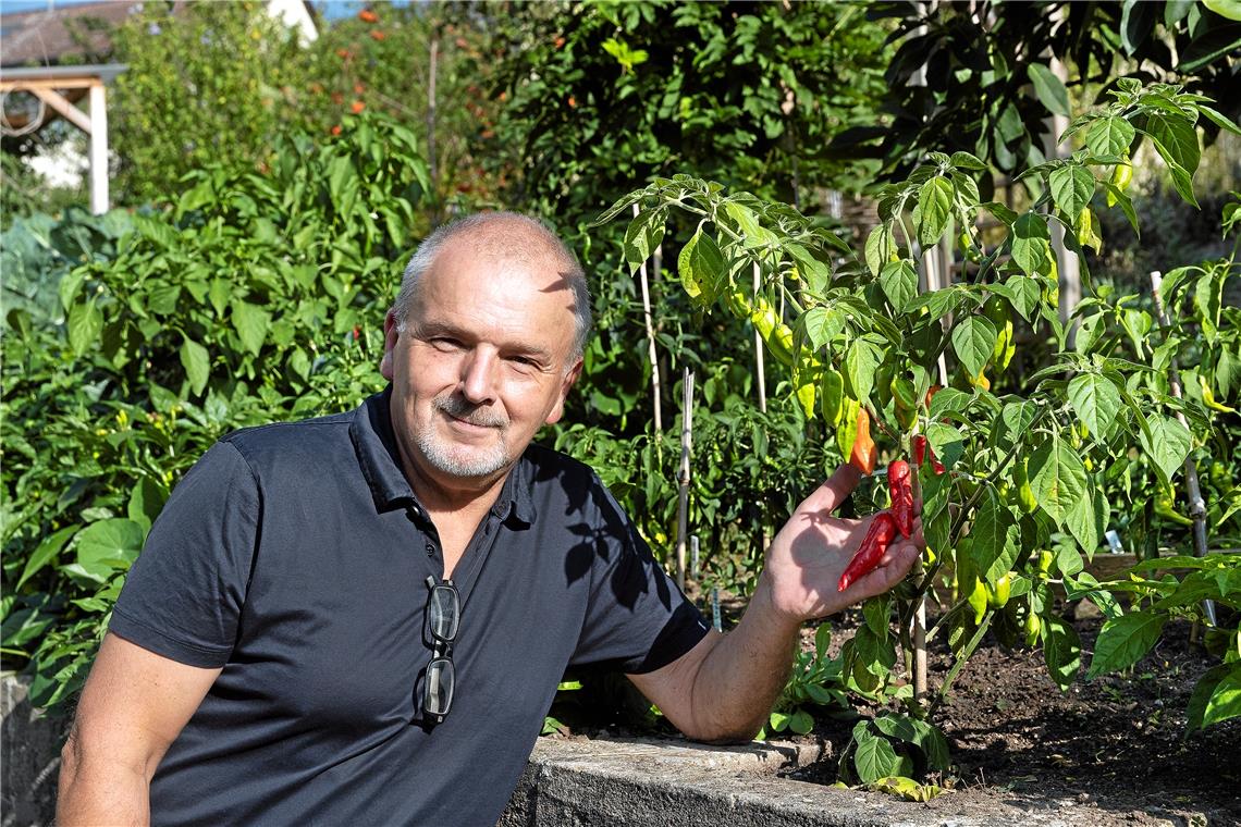 Gerd Ihles Chilis gedeihen im eigenen Garten in Siegelsberg prächtig. Hier zeigt er die Sorte „Pimento Artosa“, die aus Brasilien stammt. Fotos: J. Fielder