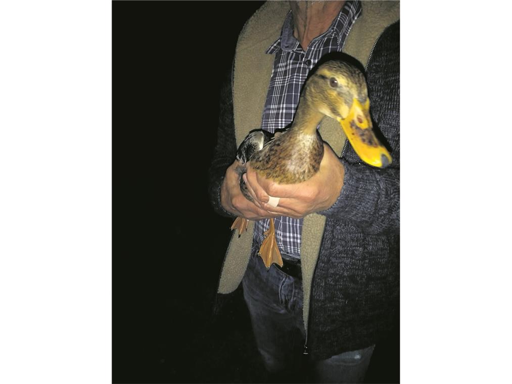 Gerettete und aufgepäppelte Tiere ( von links): zugelaufene Laufente, aus dem Nest gefallener Siebenschläfer (16 Gramm leicht), Igel mit Husten und Wildvogel in der Notfallgruppe. Fotos: Tierrettung