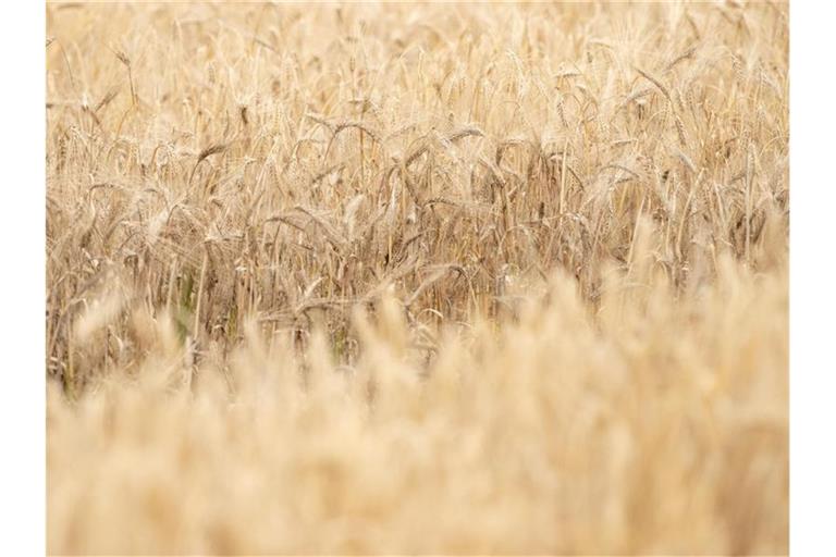 Gerste wächst auf einem Feld. Foto: Friso Gentsch/dpa/Archivbild