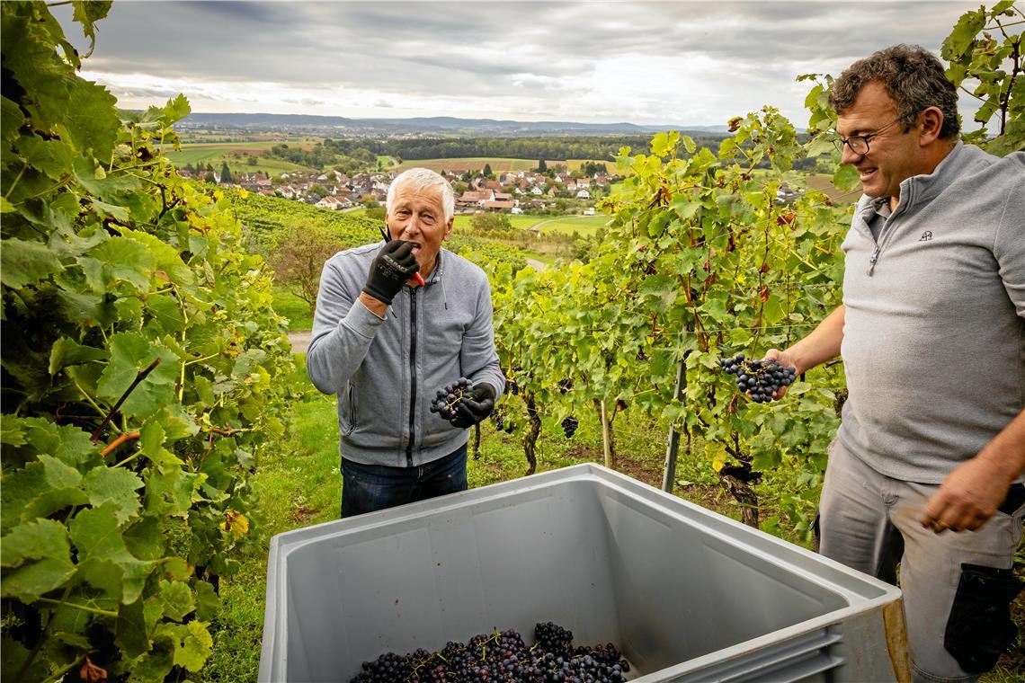 Voller Einsatz für den heimischen Wein in Aspach Geschmackstest zwischendurch: Helfer Karl-Heinz Fenchel (links) und Andreas Schwarz am Allmersbacher Weinberg. Fotos: Alexander Becher