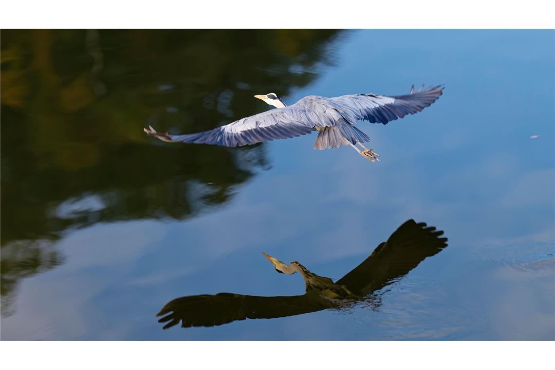Gespiegelt: Ein Reiher fliegt am Neckarufer und spiegelt sich im Wasser.